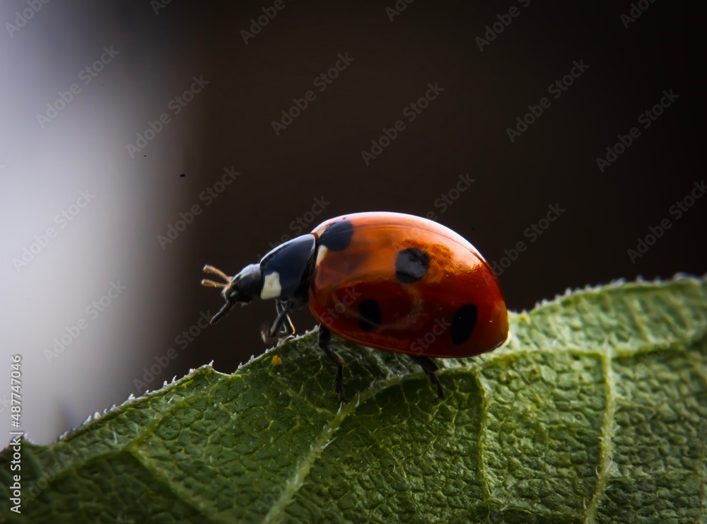 Fototapeta premium ladybug on grass