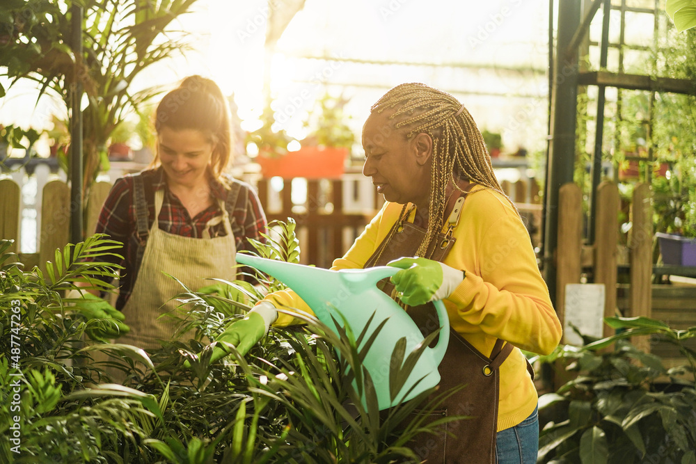 Obraz premium Women working inside greenhouse garden - Nursery and spring concept - Focus on African female face