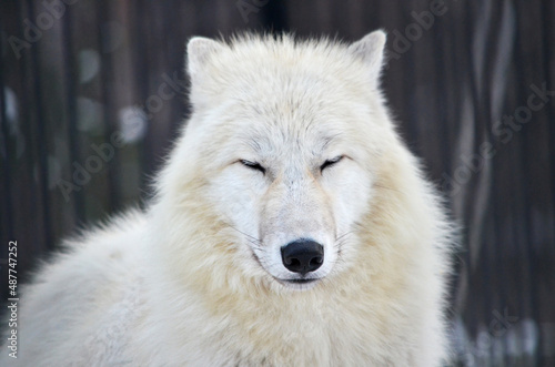 region wolf canis lupus arctos