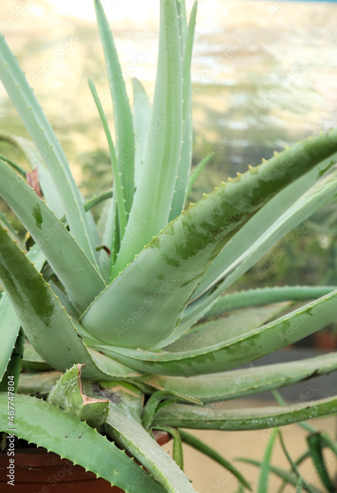 Aloe Vera plants in the garden Aloe Vera plants in the garden