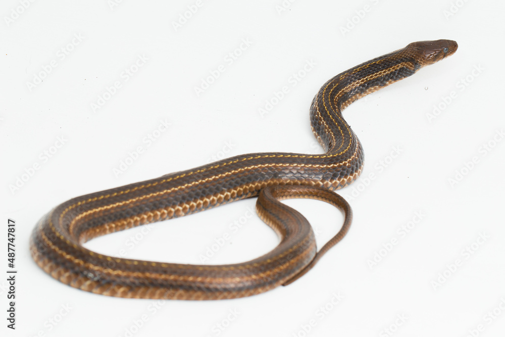 The checkered keelback (Fowlea piscator), Asiatic water snake on white background
The checkered keelback (Fowlea piscator), Asiatic water snake on white background
