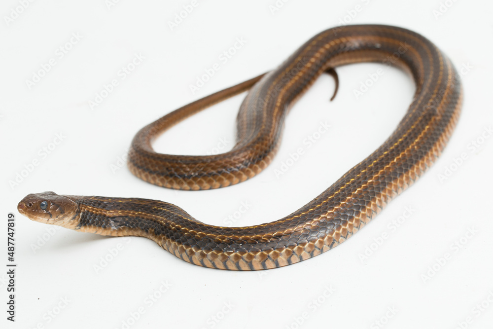 The checkered keelback (Fowlea piscator), Asiatic water snake on white background
The checkered keelback (Fowlea piscator), Asiatic water snake on white background