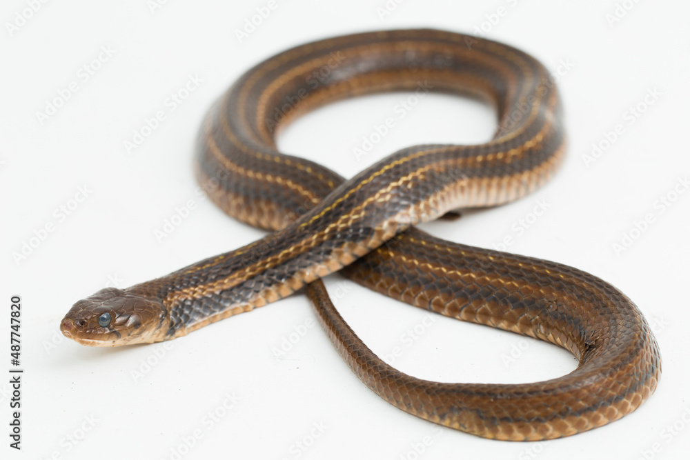 The checkered keelback (Fowlea piscator), Asiatic water snake on white background
The checkered keelback (Fowlea piscator), Asiatic water snake on white background