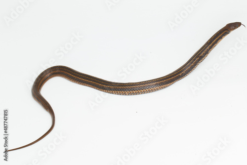 The checkered keelback (Fowlea piscator), Asiatic water snake on white background
