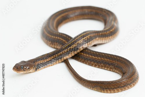 The checkered keelback (Fowlea piscator), Asiatic water snake on white background
 photo