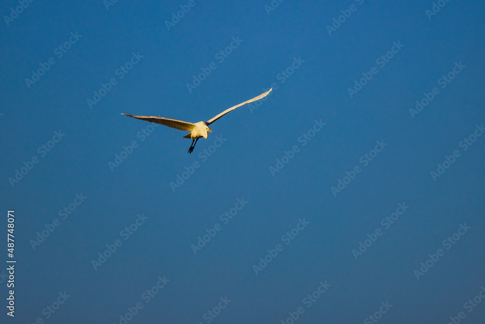 (Ardea alba), which flies with the blue sky in the background (Ardea alba), which flies with the blue sky in the background
