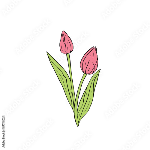Pastel pink Line art tulips flowers bouquet isolated on white background