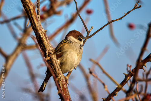 a sparrow among the branches of a rose bush