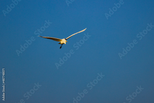 (Ardea alba), which flies with the blue sky in the background