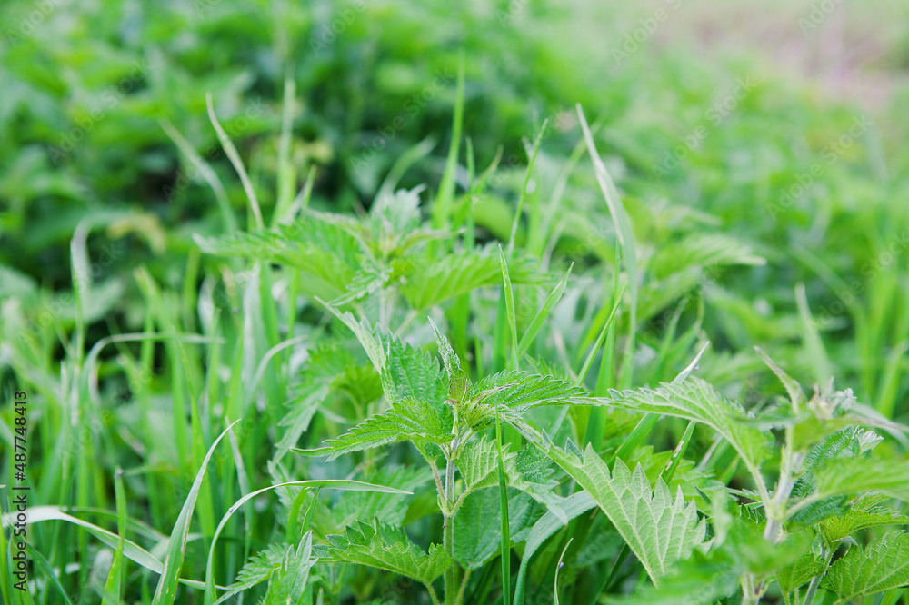 Green fresh stinging nettle, medicinal plant. Botanical pattern. Greenery common nettle. Herbal and medical concept Green fresh stinging nettle, medicinal plant. Botanical pattern. Greenery common nettle. Herbal and medical concept