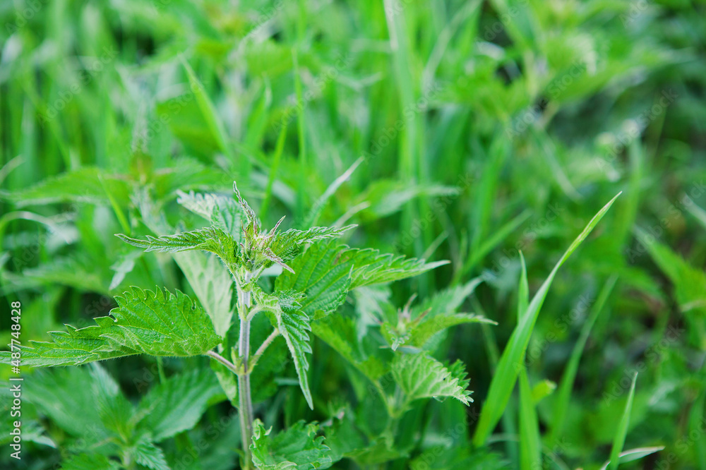 Green fresh stinging nettle, medicinal plant. Botanical pattern. Greenery common nettle. Herbal and medical concept Green fresh stinging nettle, medicinal plant. Botanical pattern. Greenery common nettle. Herbal and medical concept