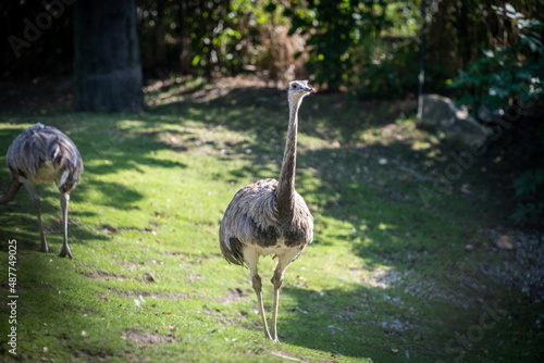 Der Tiergarten Schönbrunn im Park des Schlosses Schönbrunn im 13. Wiener Gemeindebezirk Hietzing wurde 1752 von den Habsburgern gegründet und ist der älteste noch bestehende Zoo der Welt. Direktor des photo