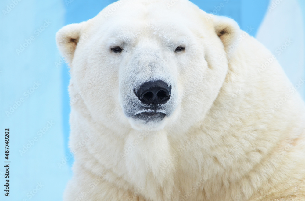 polar bear close up polar bear close up