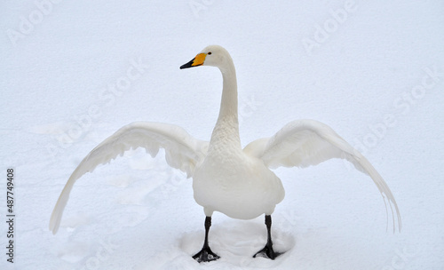 a white swan flaps its wings