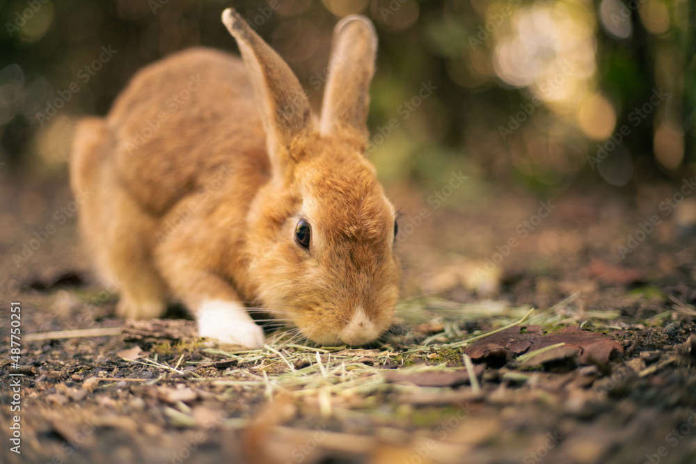 Fototapeta premium rabbit ウサギ