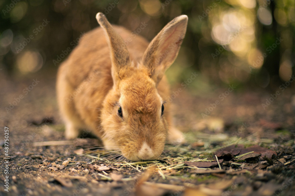 Fototapeta premium rabbit ウサギ 