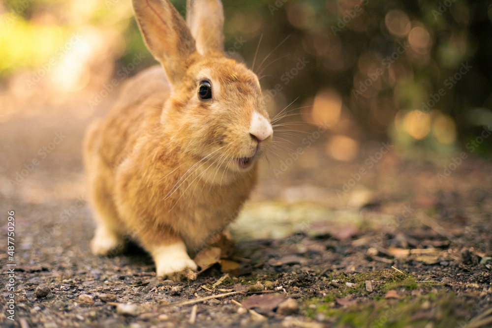 Fototapeta premium rabbit ウサギ 