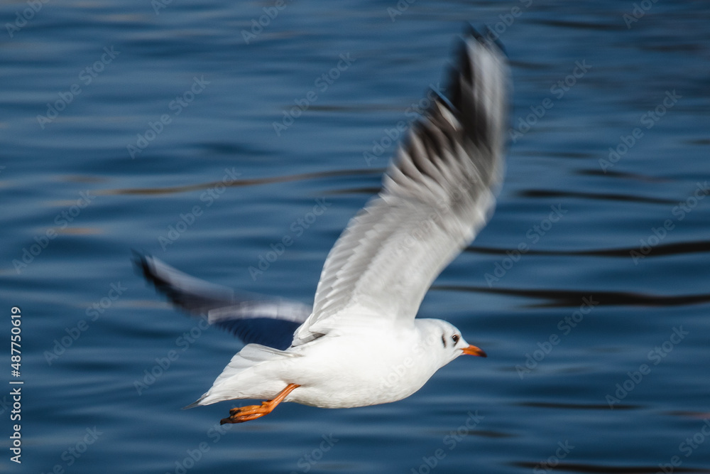 Möwe fliegt übers Wasser