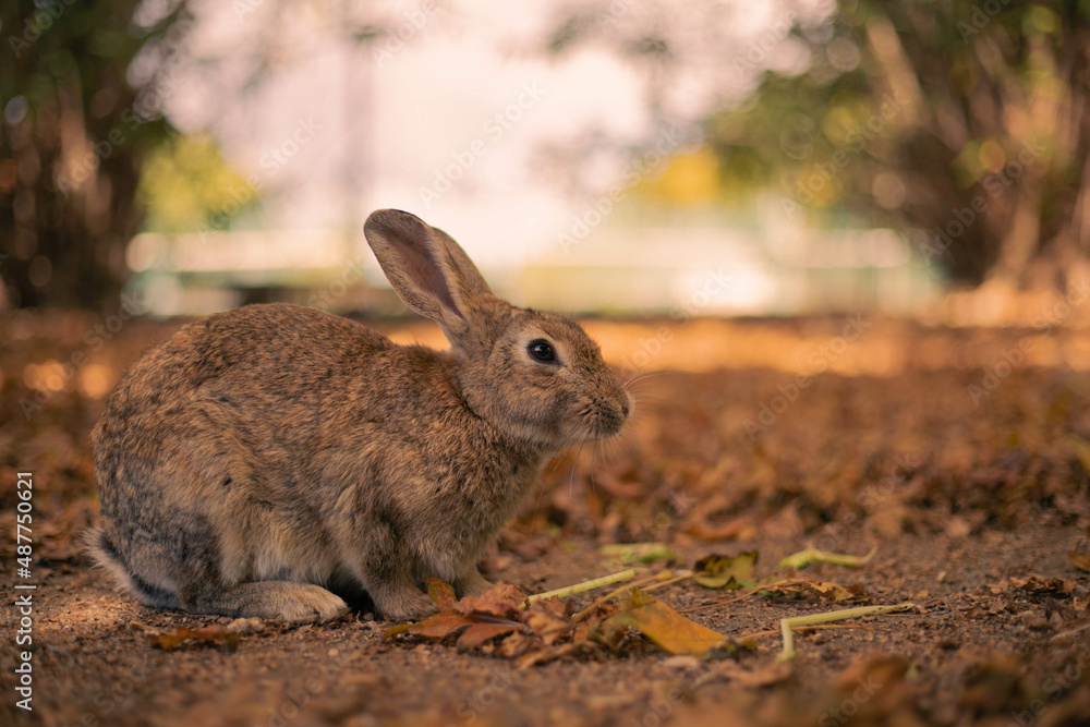 Fototapeta premium rabbit ウサギ 