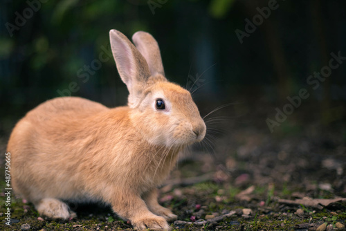 rabbit ウサギ　 © 鉄朗 廣田