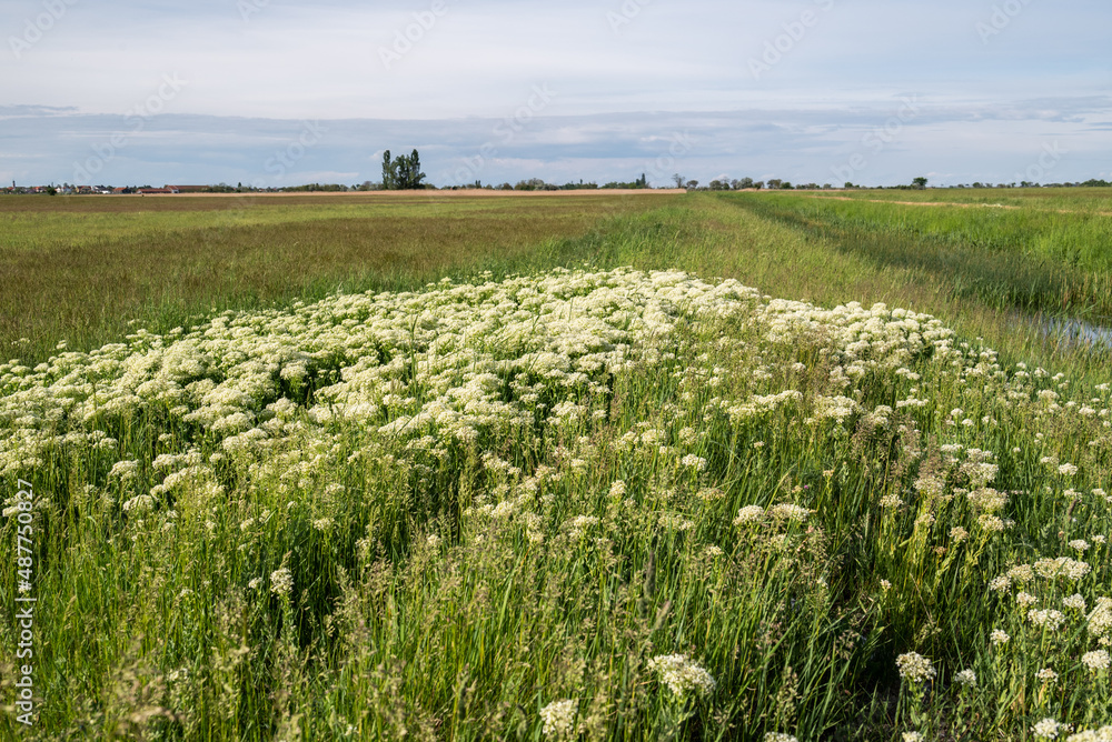 endlose Wiese mit weißen Blumen im Vordergrund