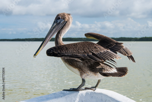 close up of a pelikan sitting on the front side of a boat, with the sea on the background 