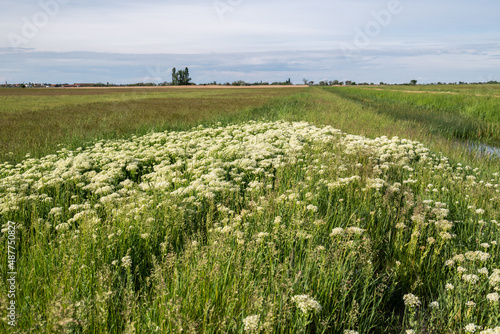 Obraz na płótnie endlose Wiese mit weißen Blumen im Vordergrund w salonie