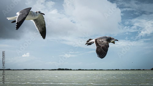 seagulls flying in the blue cloudy sky with sunbeems
 photo