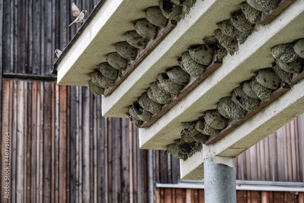 Vogelnest kolonie mit Dach vor Holzhaus