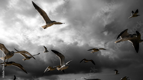 seagulls flying in the blue cloudy sky with sunbeems
 photo