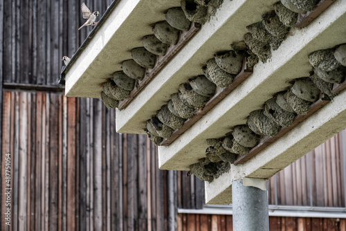 Obraz na płótnie Vogelnest kolonie mit Dach vor Holzhaus w salonie