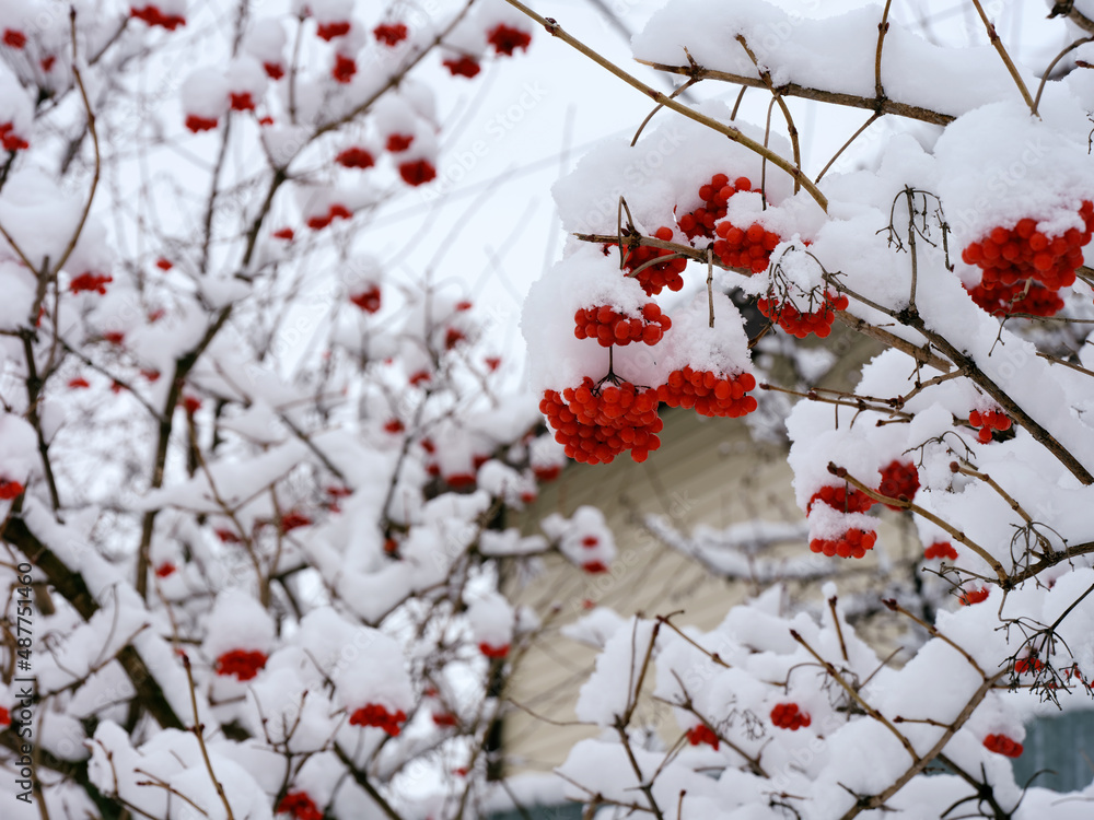 Red Viburnum berry fruits on branches covered with snow. Winter time. Red Viburnum berry fruits on branches covered with snow. Winter time.