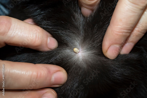 A tick that has stuck into the body of an animal. Examination of the victim in a veterinary clinic.