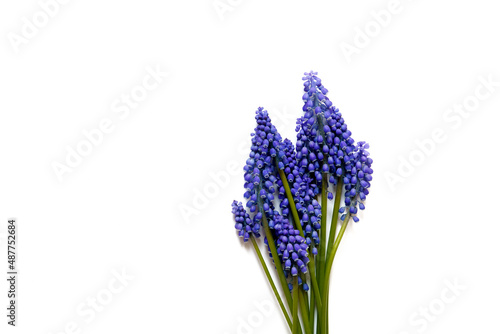 Bouquet of blue muscari flowers on a white background with space for text.