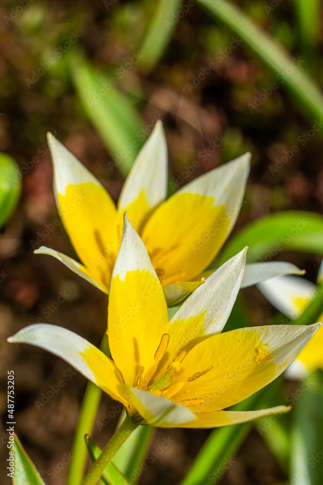 Fototapeta premium Yellow and White Tulip Tarda blossoming in garden on natural background