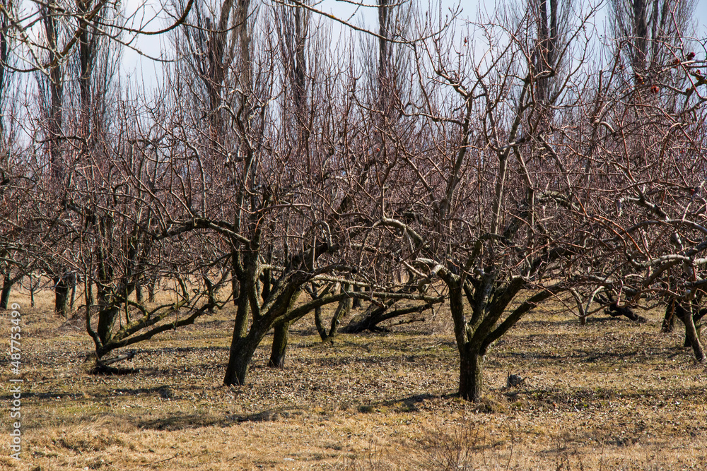Apple tree plantation, garden of the apple Apple tree plantation, garden of the apple