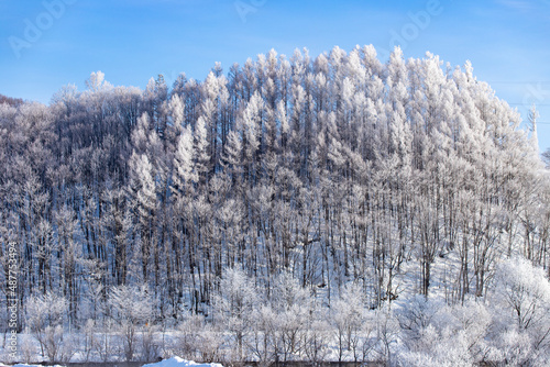 北海道の冬の風景 富良野市の樹氷