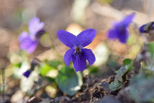 violetta photo
