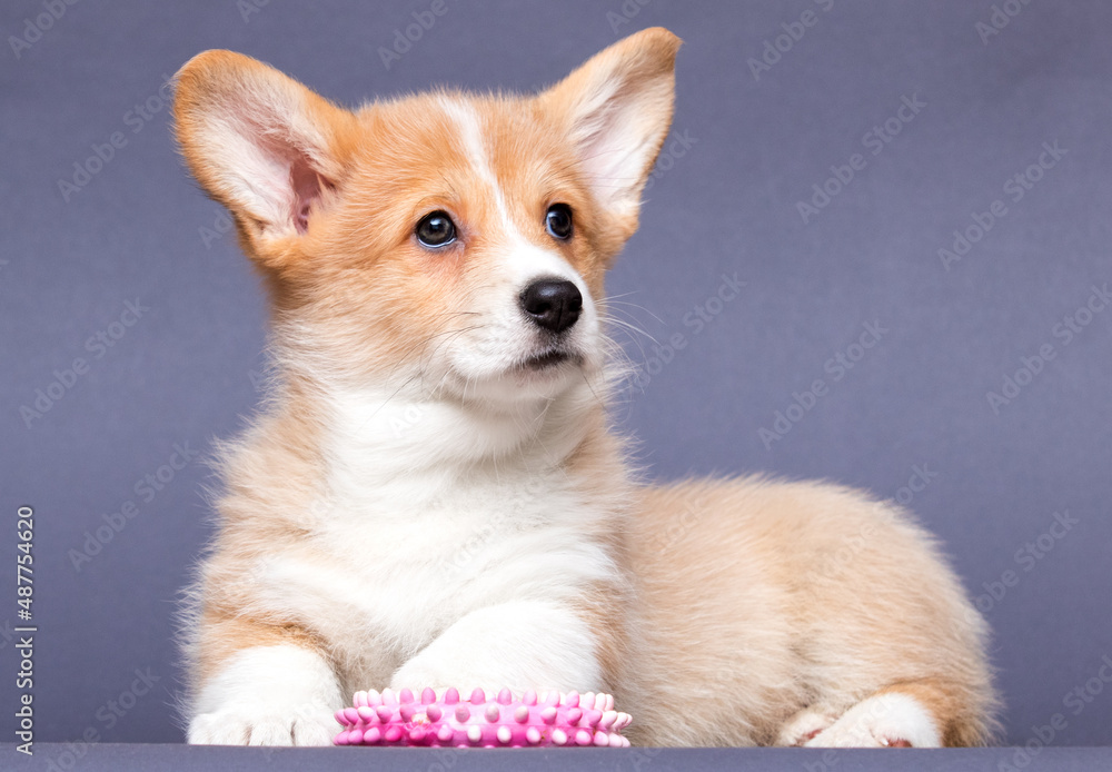 cute puppy and dog toy, welsh corgi