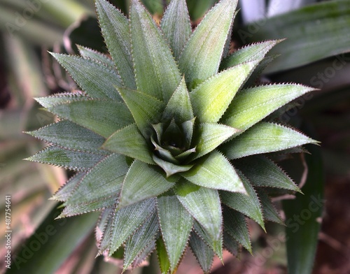 pineapple crown flower