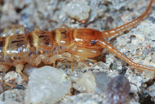 Detail of the head of a Lithobius  photo