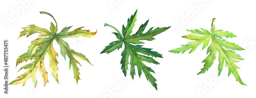 Set of green and yellow Aconite leaves