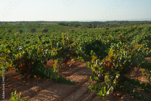 Viñedos integrados en la D.O Utiel-Requena, comarca situada en la zona oeste de la provincia de Valencia.