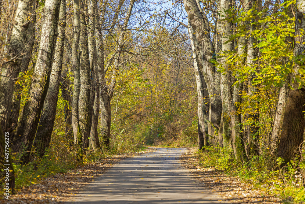 Road Through Woods