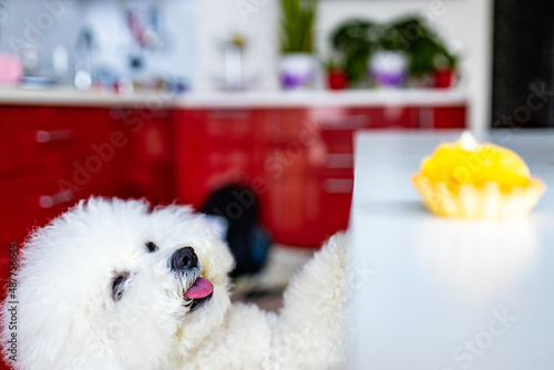white dog trying to eat yellow pancake with cream from the table copyspace