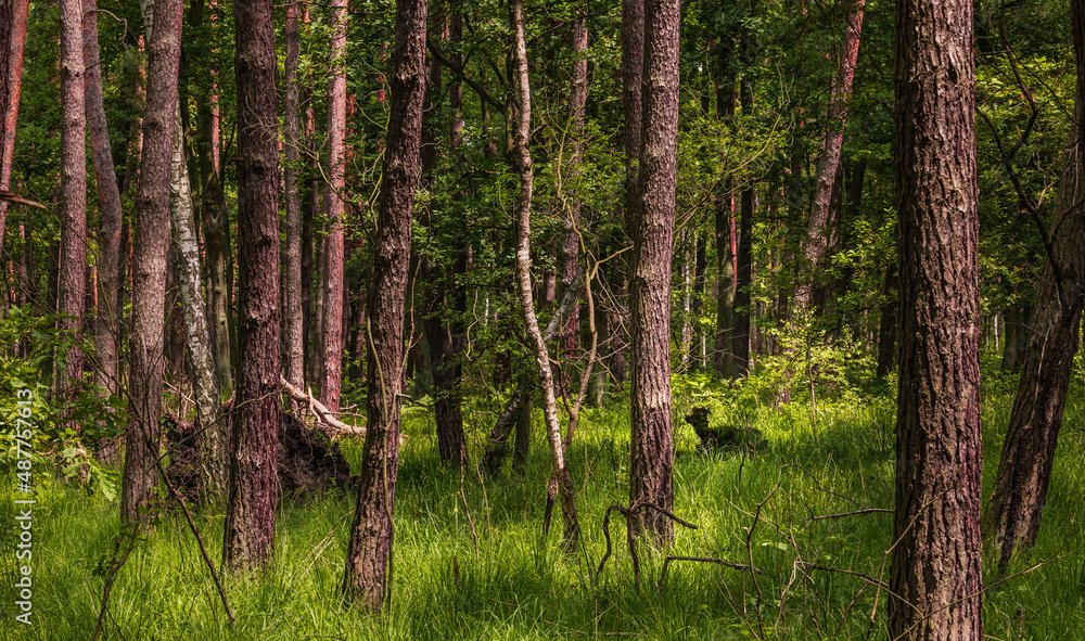 Obraz premium Summer in Wilderness Niepolomicka, Malopolska, Poland
