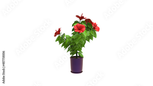 Hibiscus tree with pot without shadow 3d render