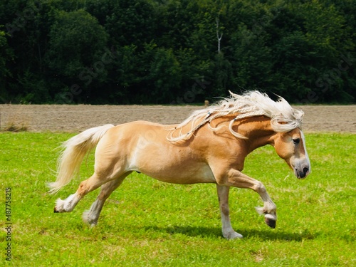 Pony in Bewegung