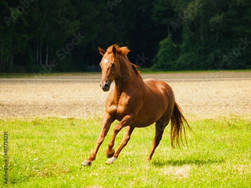 Fuchs genanntes Pferd mit rot braunem Deckhaar und wei  em Abzeichen am Kopf in Bewegung fotografiert