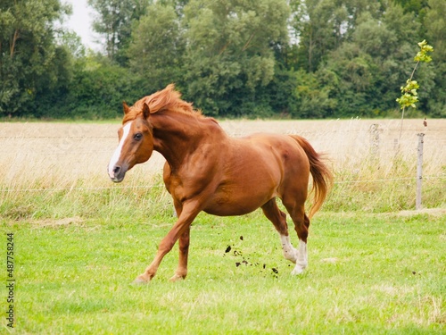 Fuchs genanntes Pferd mit rot braunem Deckhaar und weißem Abzeichen am Kopf in Bewegung fotografiert
